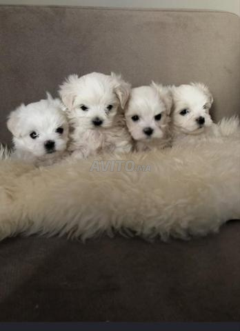 Chiots Bichon Maltais pure race - 2
