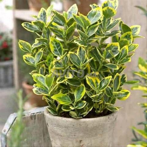 أشجار للبيع جودة ممتازة وأثمنة مناسبة. 📍 مراكش - 2