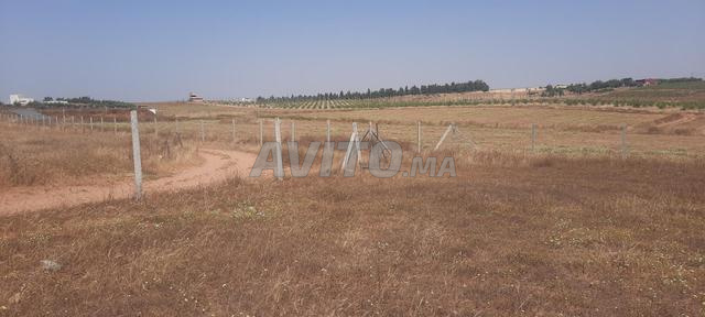 Terrain agricole 2 Hectare titre à vendre tiflet - 2