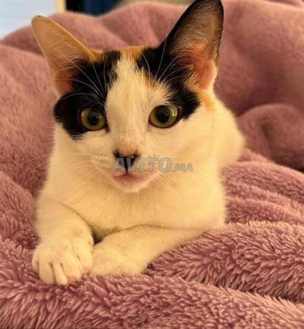 Chats à adopter - 2
