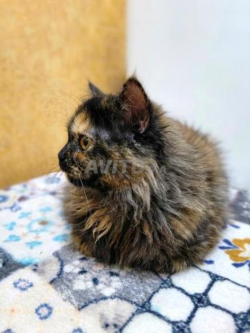 Chatte persane femelle "2 mois" - 2