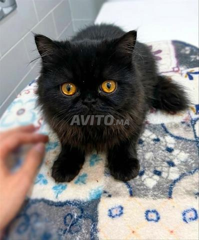Chat persan Mâle "2 mois" - 2