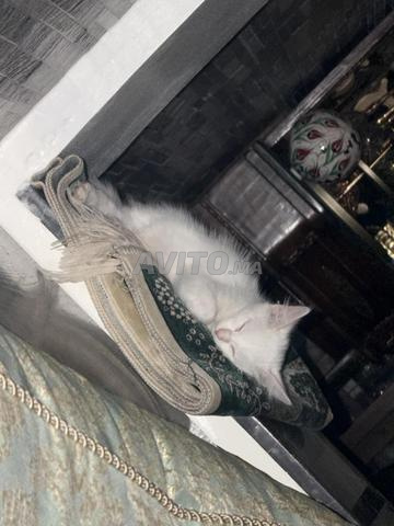 Chaton angora turc 2 mois avec litière, maisonnette - 2