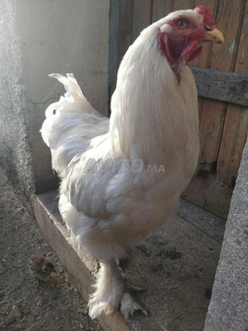 Coq Brahma blanc - 2