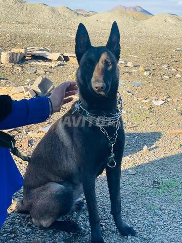 Femelles Malinois - 2