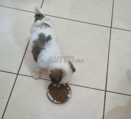 Vente de Shih Tzu - 2