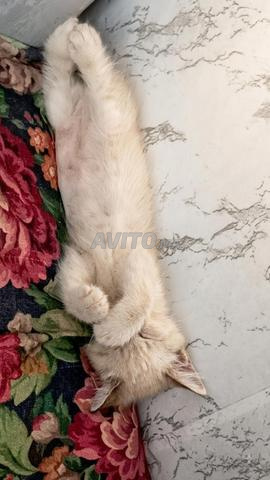 Chat Siamois - 2