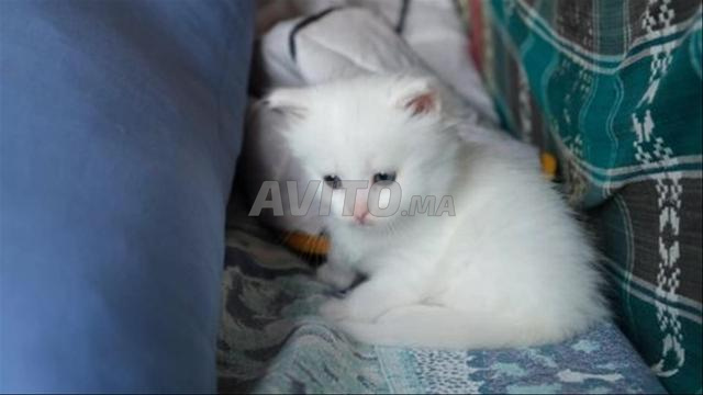 Bébé chaton angora âge - 2