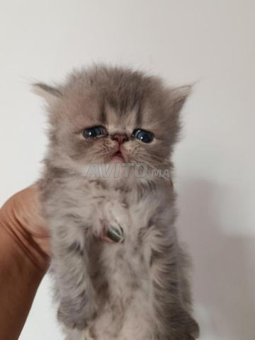 Mâle chat persan pure race - 2