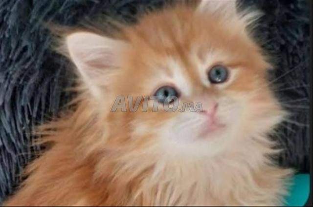 قط شيرازي أنغورا عمره 48 يوم - 2