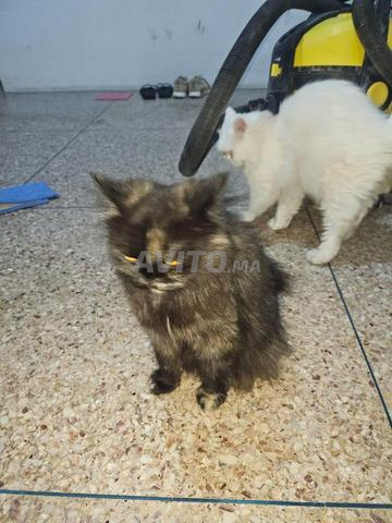 Chatte persan blanc âge 1 an - 2