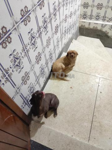 Adoption chiots