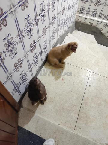 Adoption chiots - 2