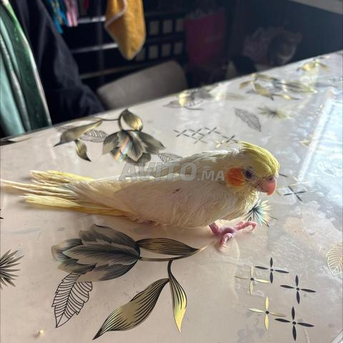 À adopter - 2