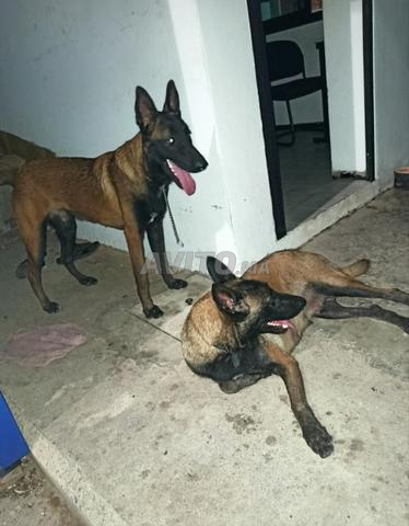 Mâle Malinois Charboni à vendre - 2