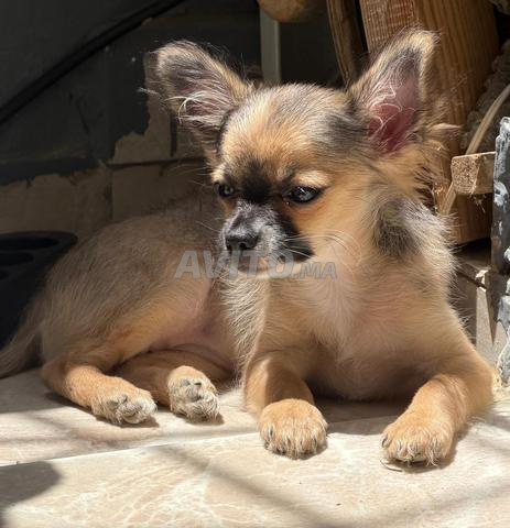 Chihuahua femelle - 2