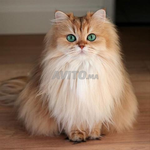 British Longhair Top