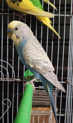 Couple de perruches ondulées à vendre 🐦✨ - 2