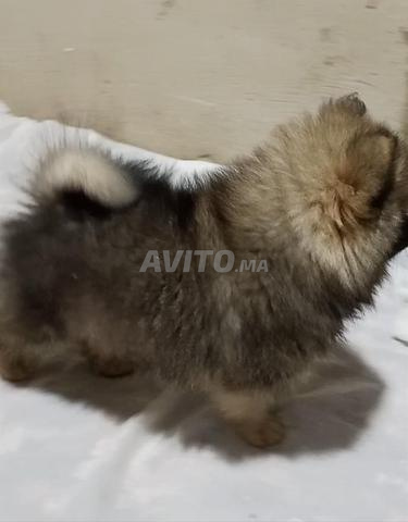 Spitz nain Pomeranian - 2