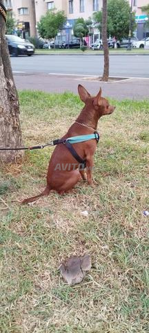 Pinscher nain - 2