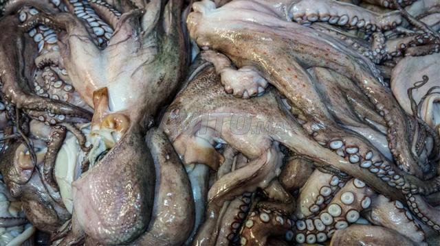 USINE Poissons A Vendre - 2