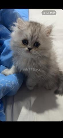 Chatte persane 2 mois - 2