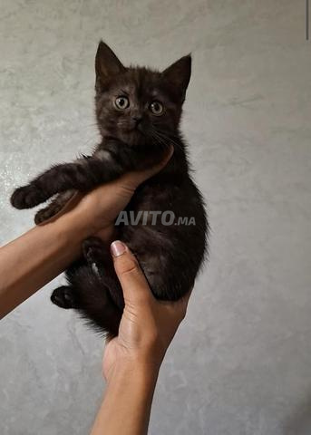 Scottish Fold British Grand Marron - 2