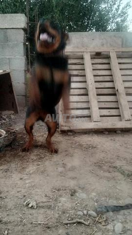 Femelle rottweiler à vendre - 2