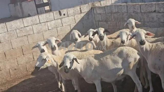 Belle brebis Sardi à vendre, bonne pour l'élevage