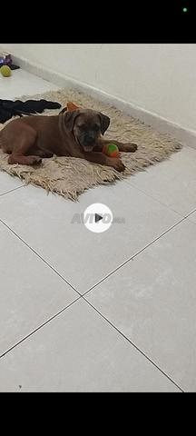 Cane corso - 2
