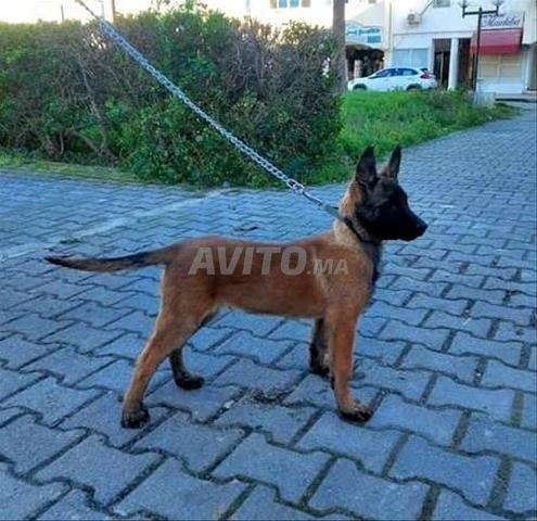 أنثى مالينوا كلاسيك عمرها 3 أشهر