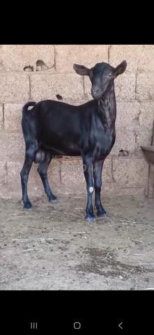 ماعز مورسيانو - 2