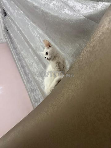 Turc Angora - 2