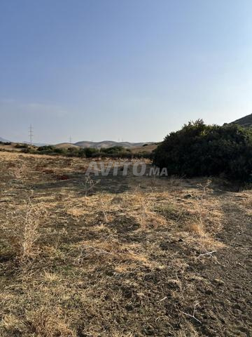 أرض فلاحية للبيع كورشي بلانكو، طريق تطوان - 2