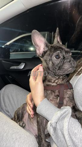Bouledogue 6 mois - 2