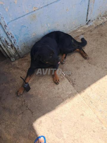 Chien Rottweiler à vendre