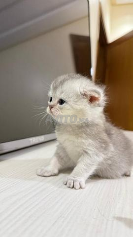 British Shorthair - 2