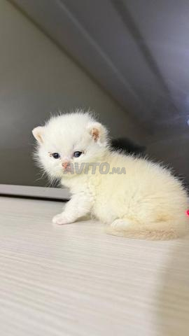 British shorthair - 2