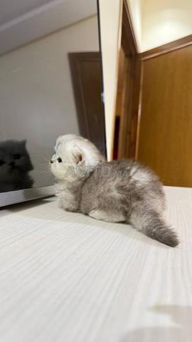 British shorthair silver shaded - 2