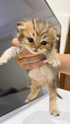 British Shorthair golden tabby - 2