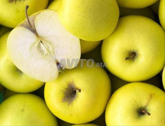 🍏 تفاح جولدن للبيع بالجملة
