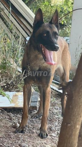 Malinois bien dressé - 2