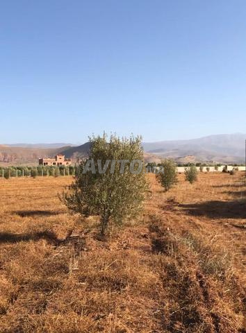 أرض فلاحية مسجلة للبيع - 2