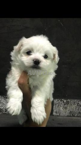 Super chiots Bichon Maltais - 2