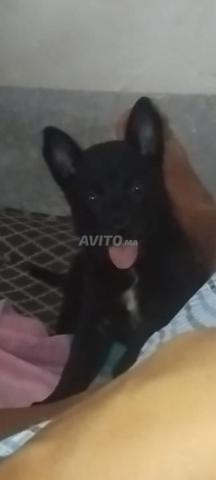 Super chiots malinois charboni - 2