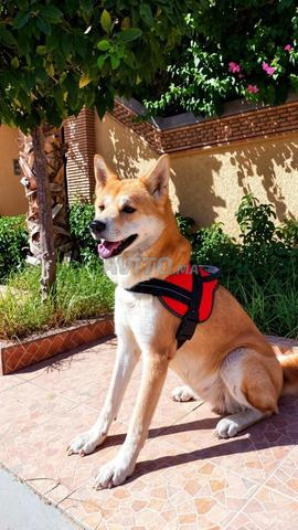 Akita Inu - 2
