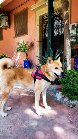 Akita, Inu - 2