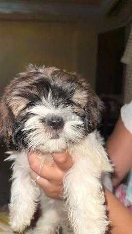 Petits chiens Havanais à vendre - 2