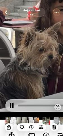 Chienne adorable vaccinée