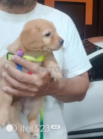 Golden Retriever 1 mois et demi